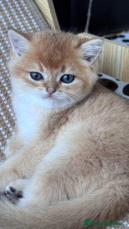 British Shorthair cats - Advert 3