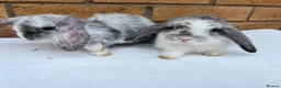 Mini Lop rabbits for sale: Mini Lop GIRLS ready to leave 20th May  - Advert 2