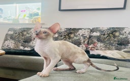 Cornish Rex cats for sale: Stunning ready to leave now Cornish Rex Female  - Image 1