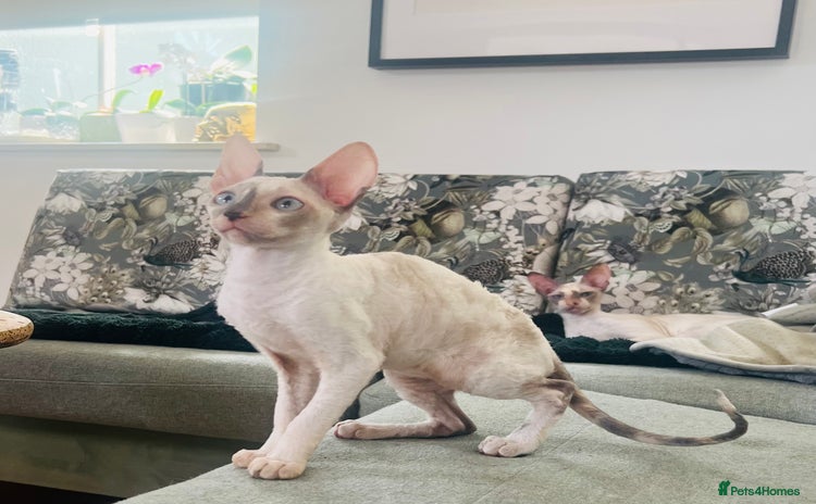 Cornish Rex cats - Advert 1