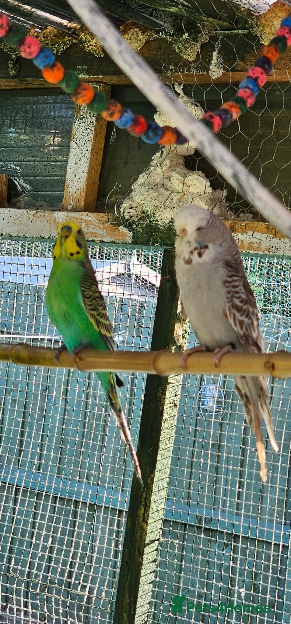 Cockatiels birds Mr mriss - Advert 6