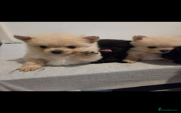 Pomeranian dogs for sale: Pomeranian puppies - Advert 12