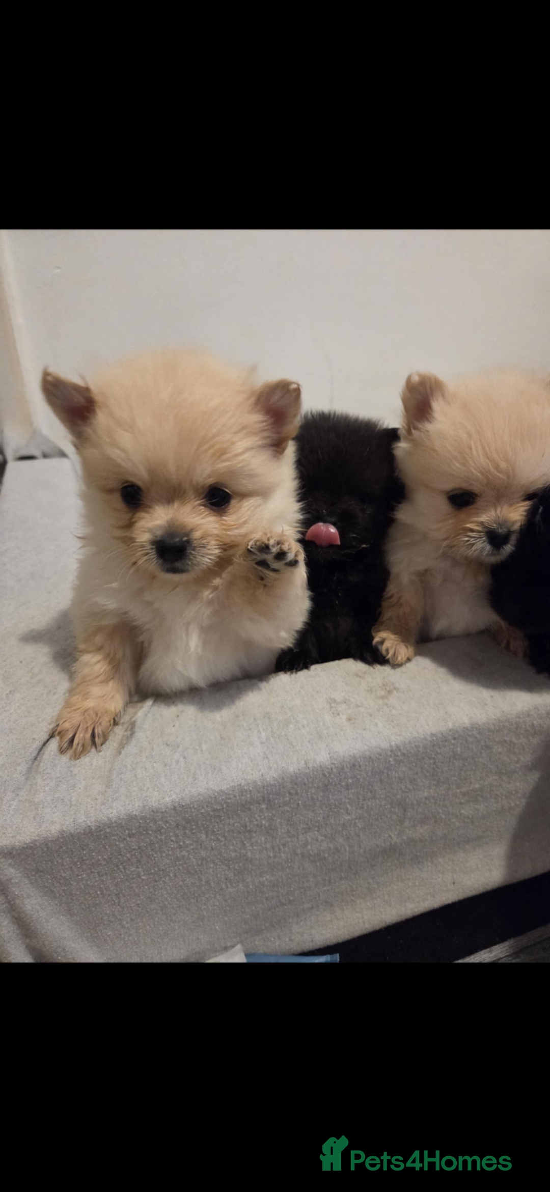 Pomeranian dogs for sale: Pomeranian puppies - Advert 12