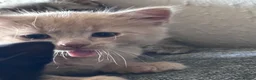Mixed Breed cats for sale: ✨ 🐾 Kittens ready from today 🐾✨ - Advert 13