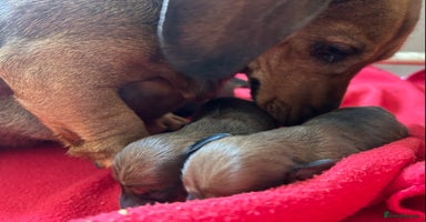 Miniature Dachshund dogs in Melton Mowbray - Advert 5