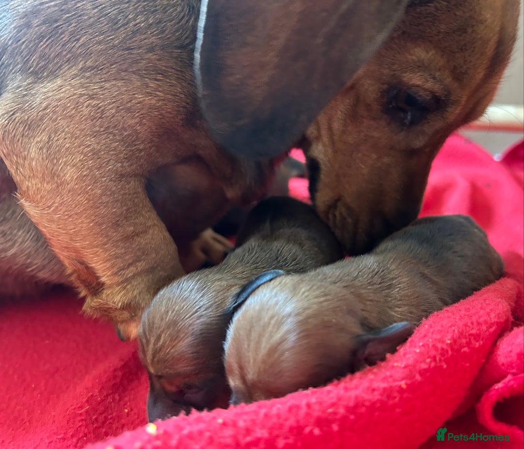 Miniature Dachshund dogs for sale: Beautiful short haired miniature dachshunds in Melton Mowbray - Image 3