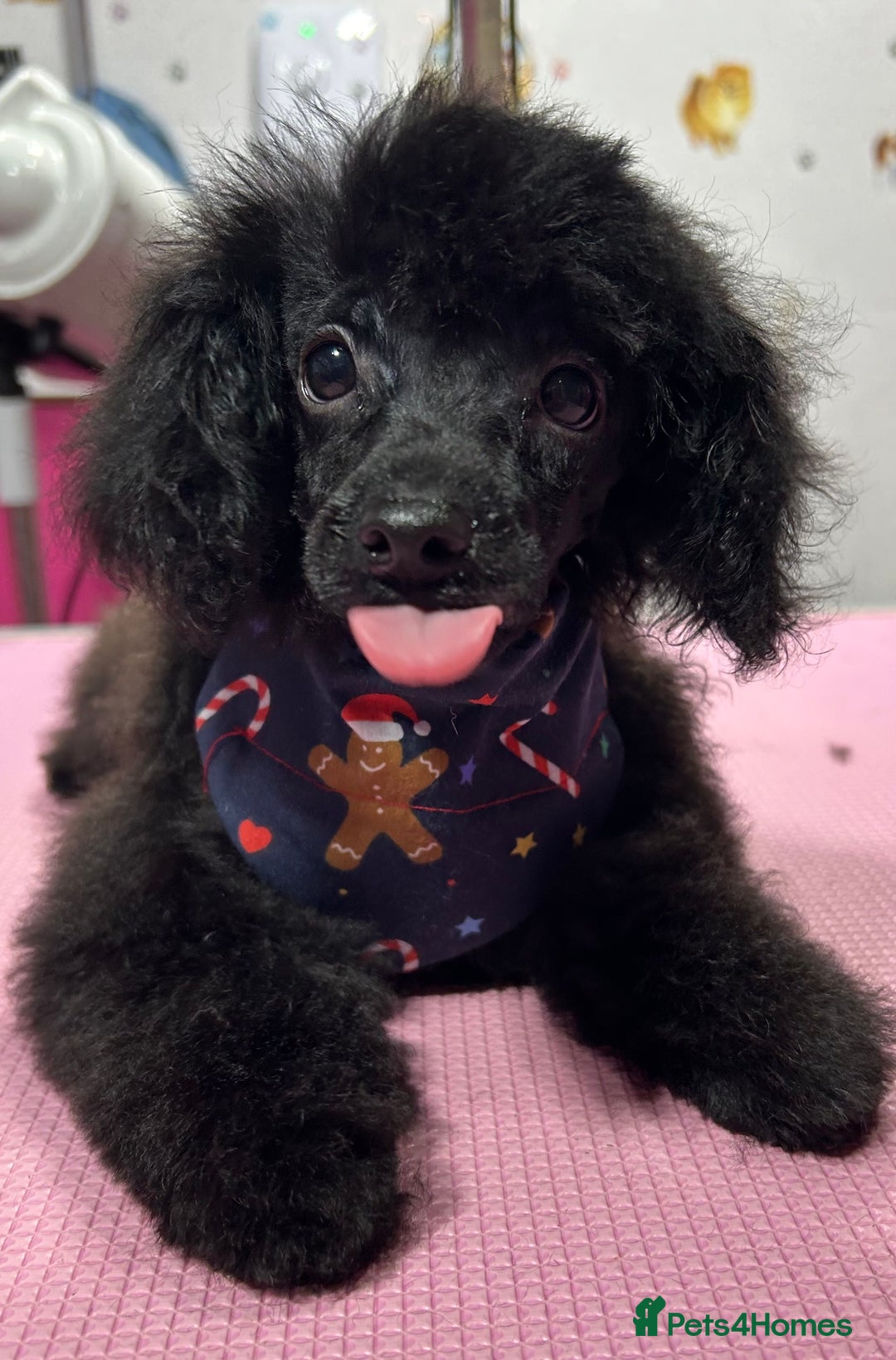 Toy Poodle dogs for sale: Toy poodle puppies ready now. Aberdeenshire - Image 20