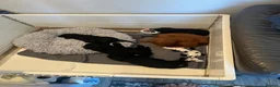Cavapoo dogs for sale: Stunning F1bCavapoo pups Available for Loving Home - Advert 9
