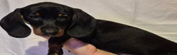 Dachshund dogs for sale: Smooth-haried standard dachshunds - Advert 7