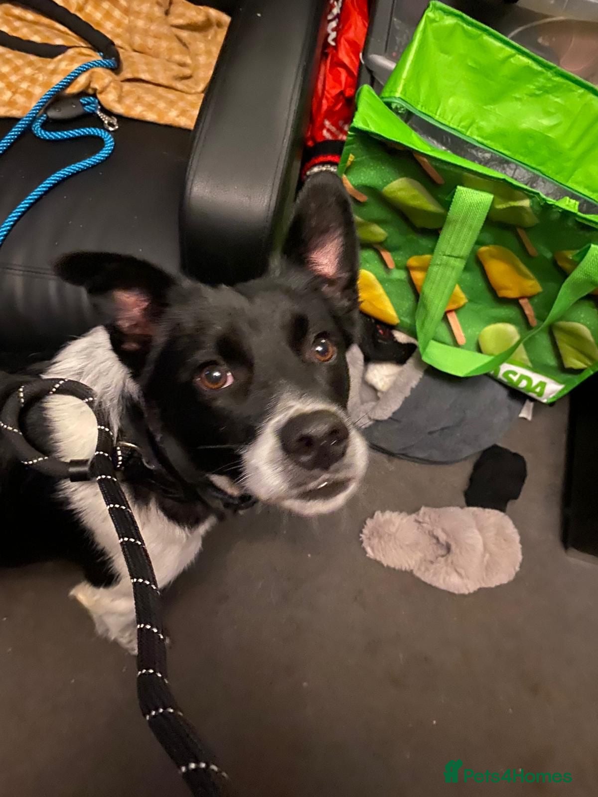 Mixed Breed dogs Parker  - Advert 20