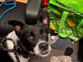 Mixed Breed dogs Parker - Advert 1