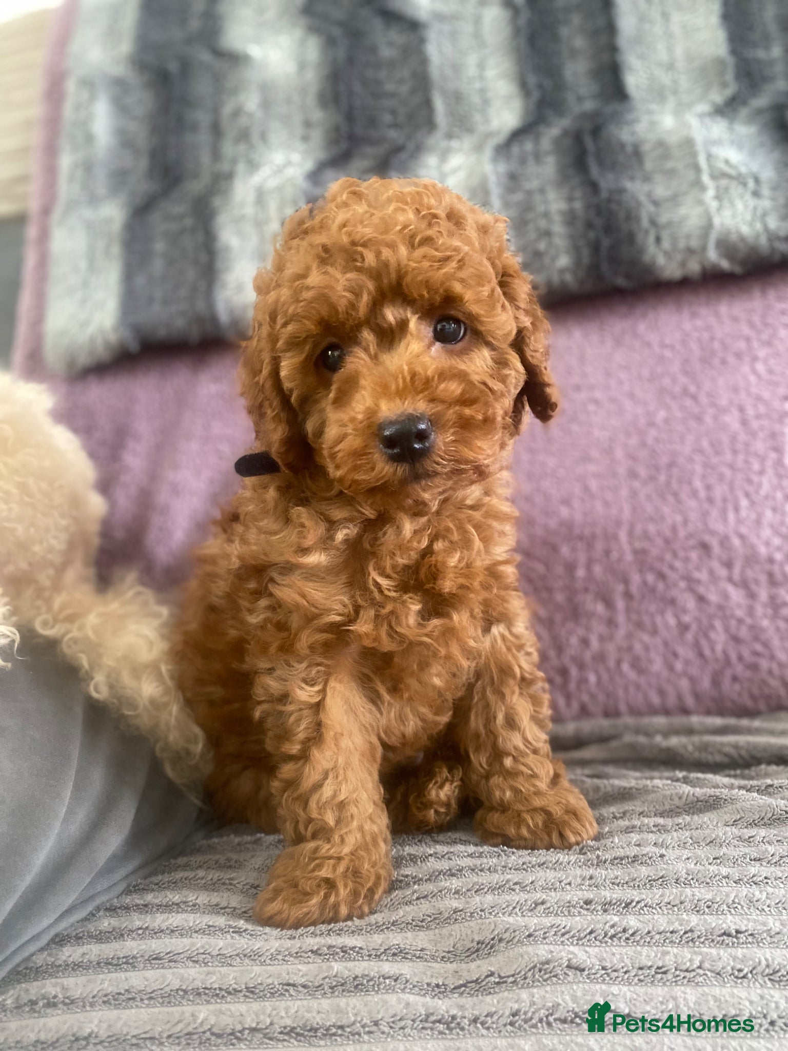 Toy Poodle dogs KC Toy Poodles Ready Now - Advert 2
