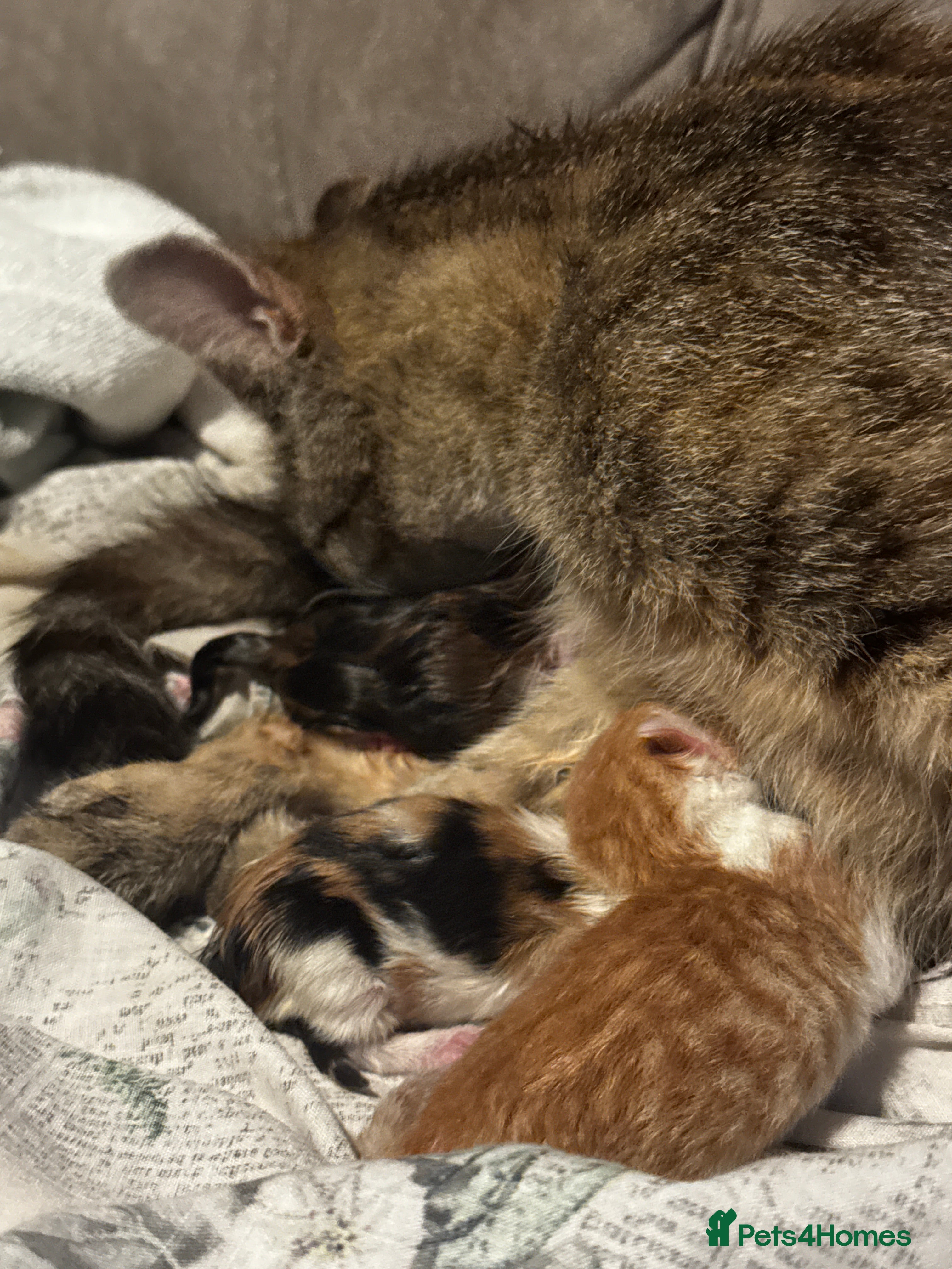 Mixed Breed cats 2x free female kittens mixed breed - Advert 14