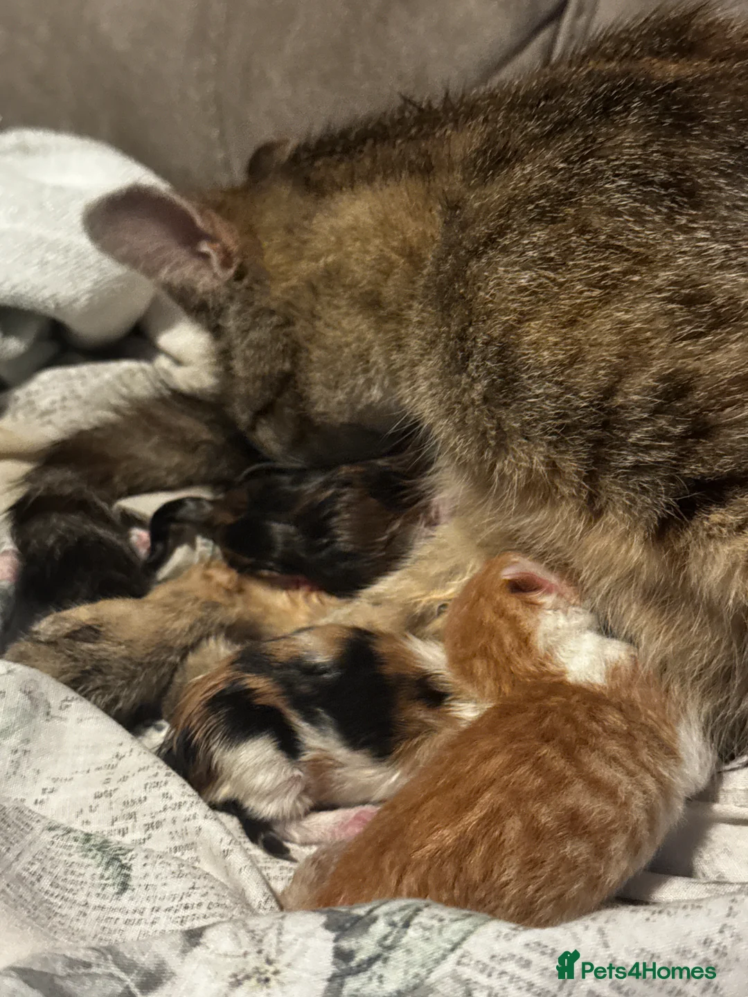 Mixed Breed cats for sale: 2x free female kittens mixed breed - Advert 1
