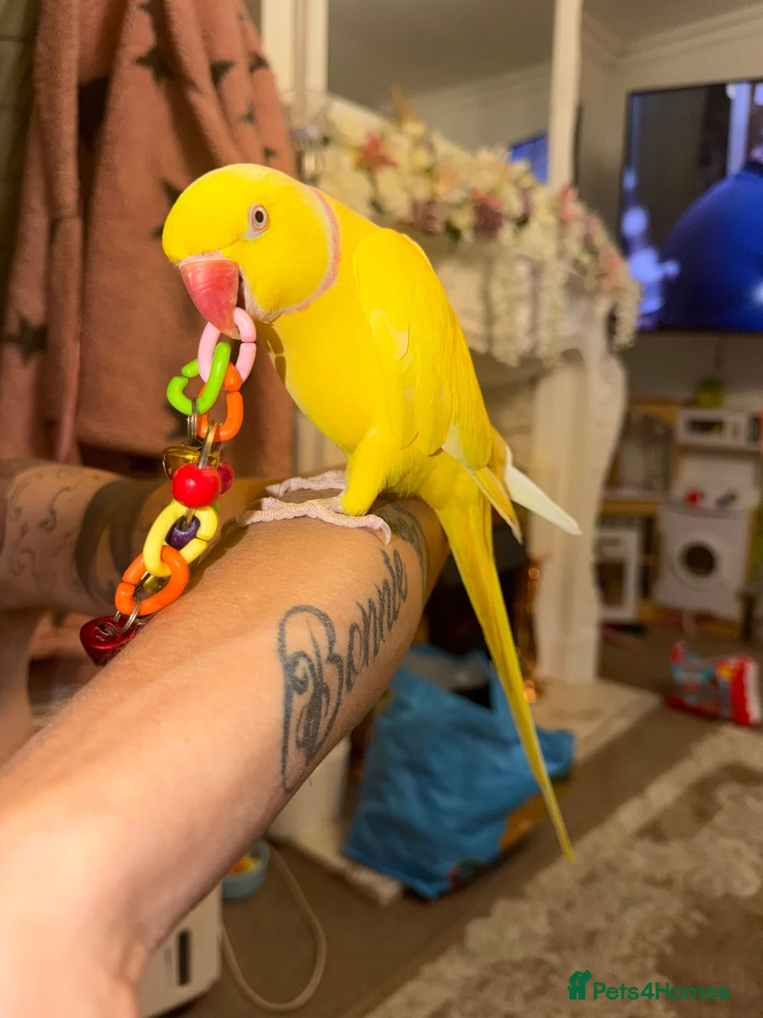 Ringnecks birds for sale: Talking Latino ring neck  - Advert 2