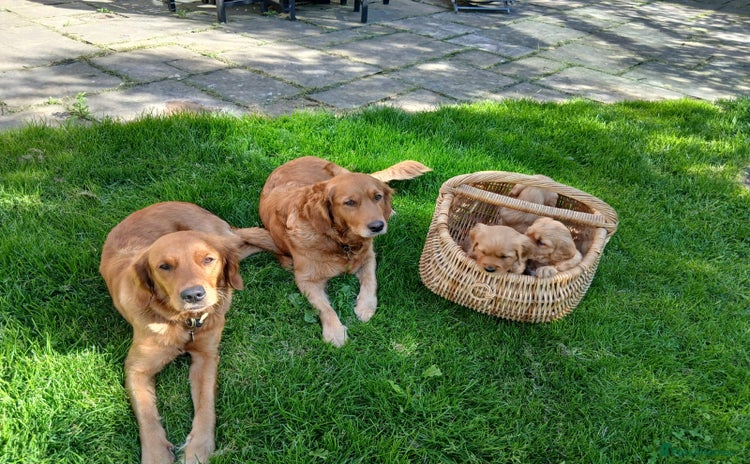 Golden Retriever dogs - Advert 2