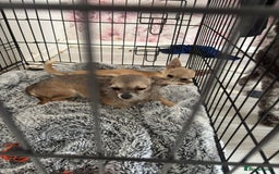 Chihuahua dogs for sale: 2 chihuahuas for sale  - Image 4