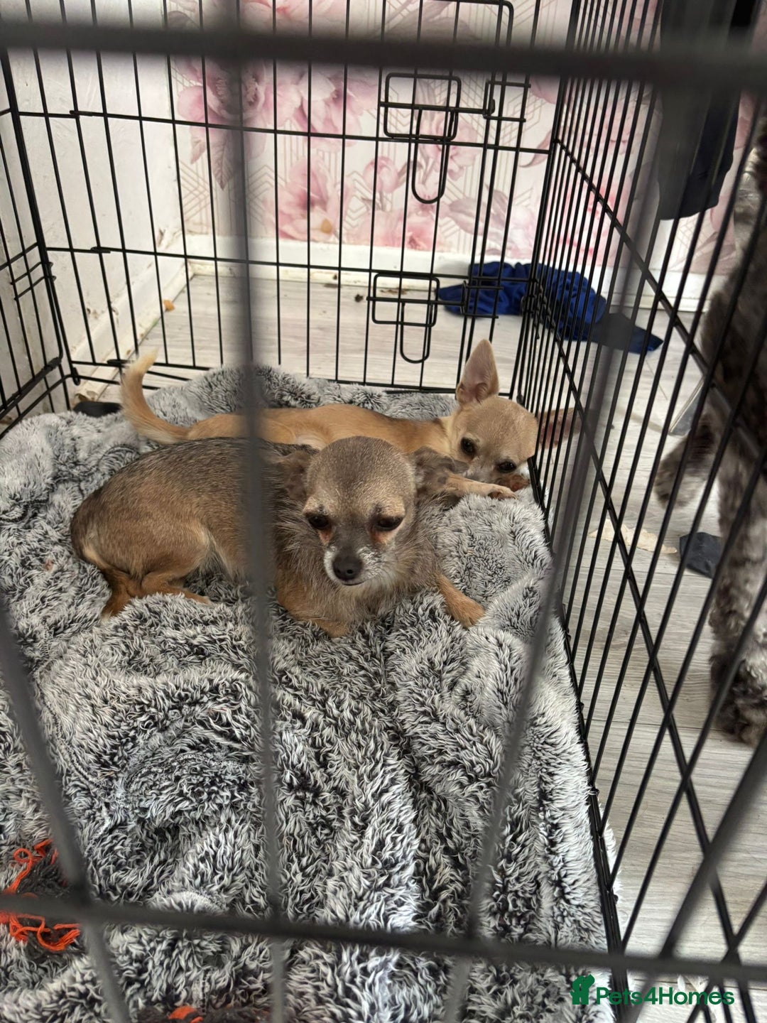 Chihuahua dogs for sale: 2 chihuahuas for sale  - Image 4