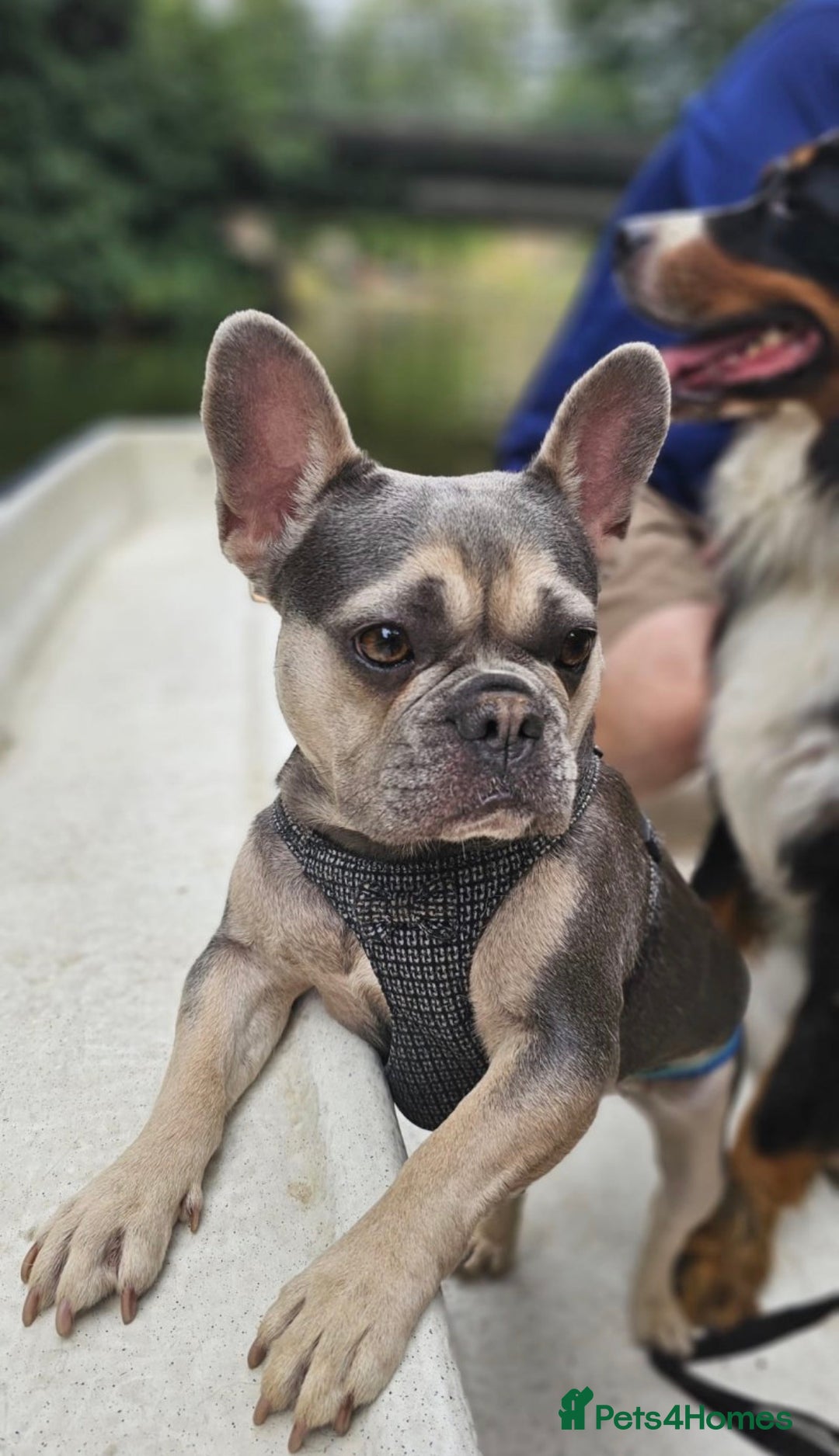 French Bulldog dogs for sale: Stunning Frenchies - Advert 2