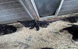 German Shepherd dogs for sale: German shepherd puppies  - Advert 21