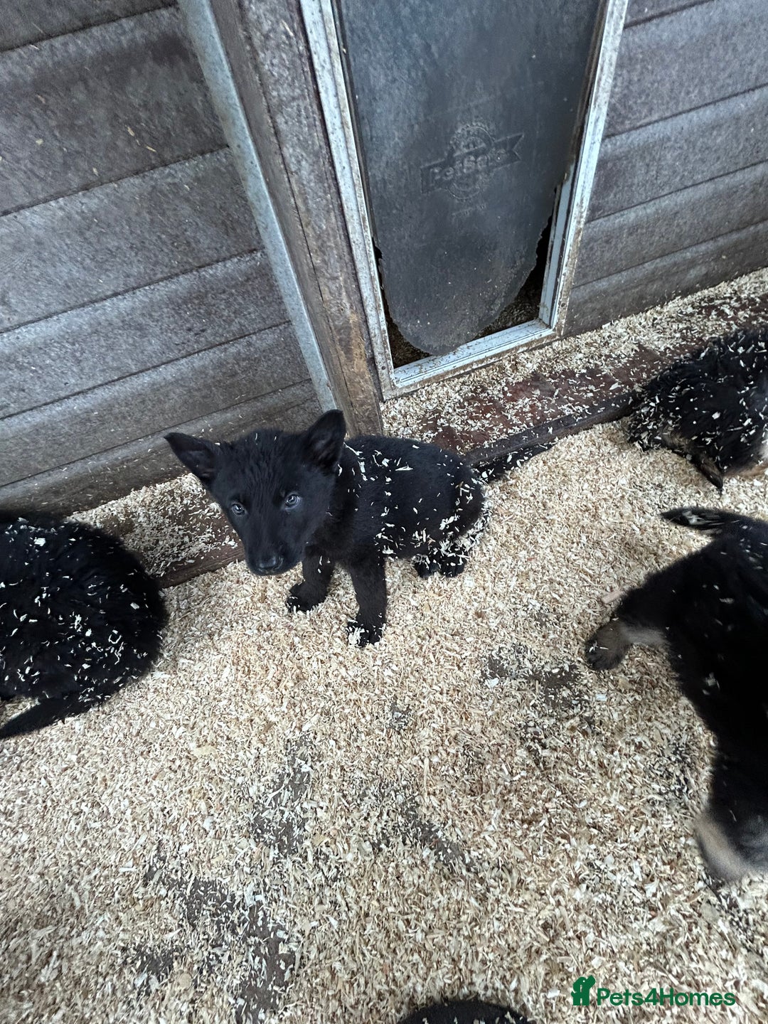 German Shepherd dogs for sale: German shepherd puppies  - Advert 21