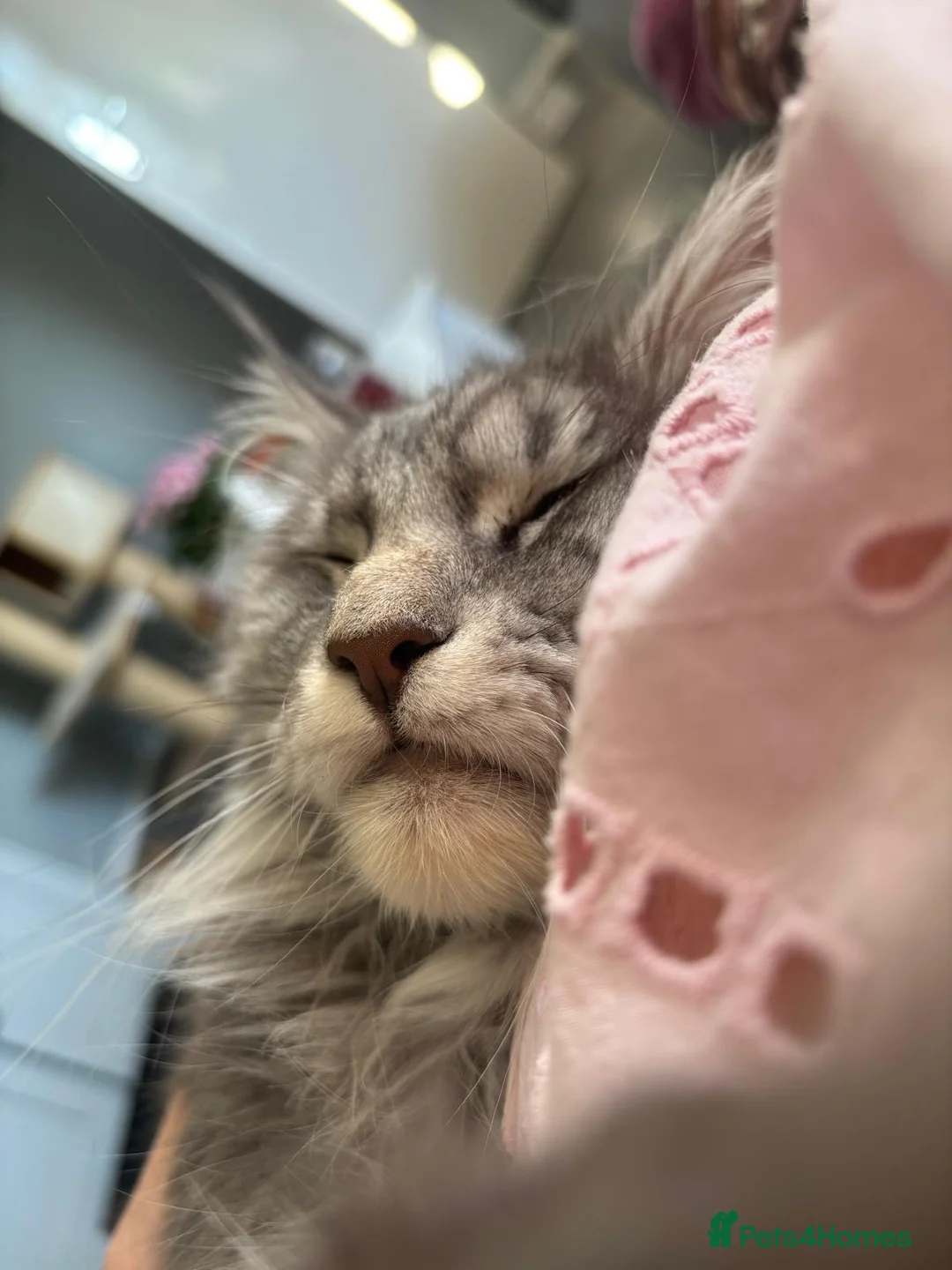 Maine Coon cats for sale: Male Main coone 3 years old grey  in Leicester - Advert 4