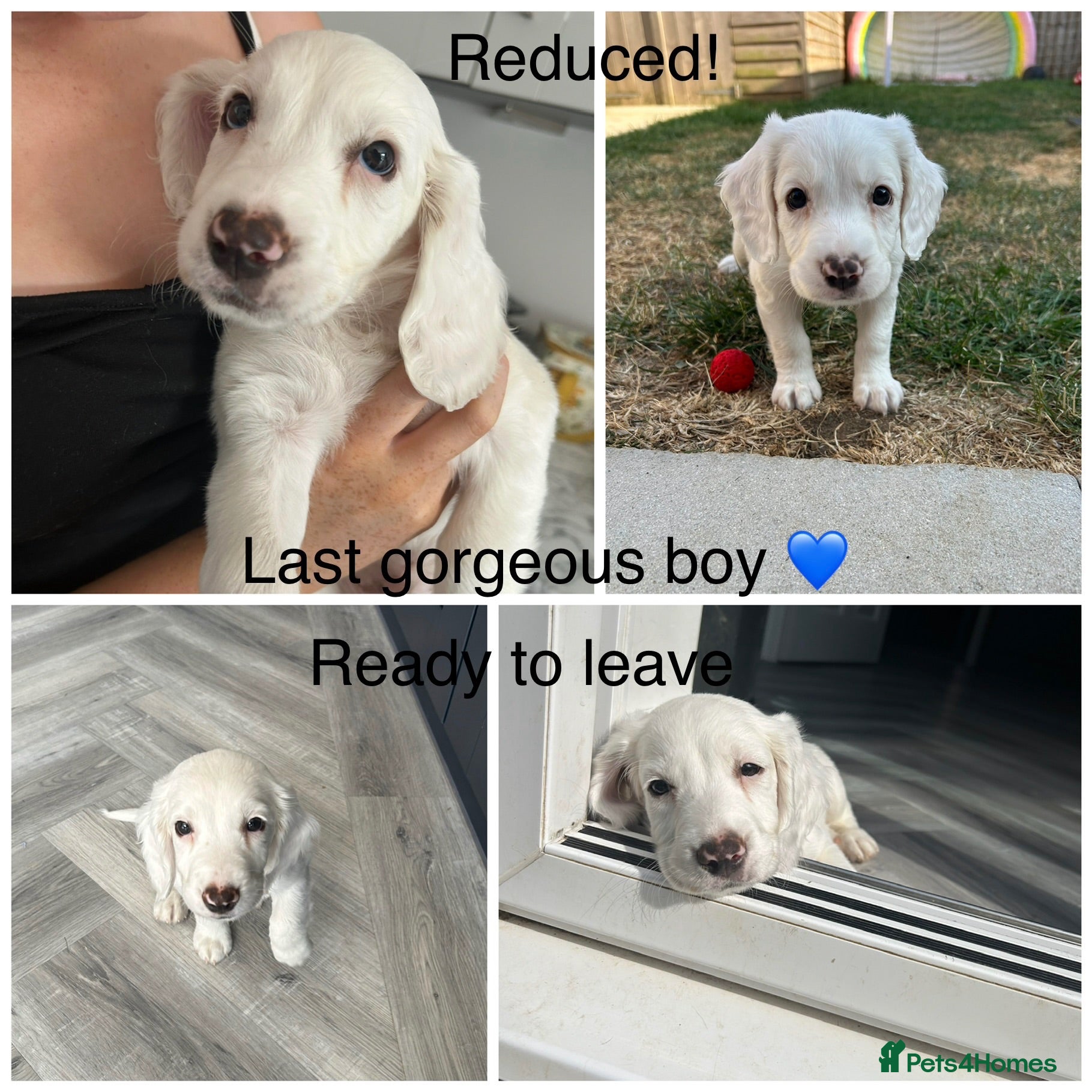 Sprocker dogs ✨Last white boy ready to Leave!✨Sprocker Spaniels✨ - Advert 5