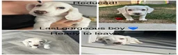 Sprocker dogs for sale: ✨Last white boy ready to Leave!✨Sprocker Spaniels✨ - Advert 1