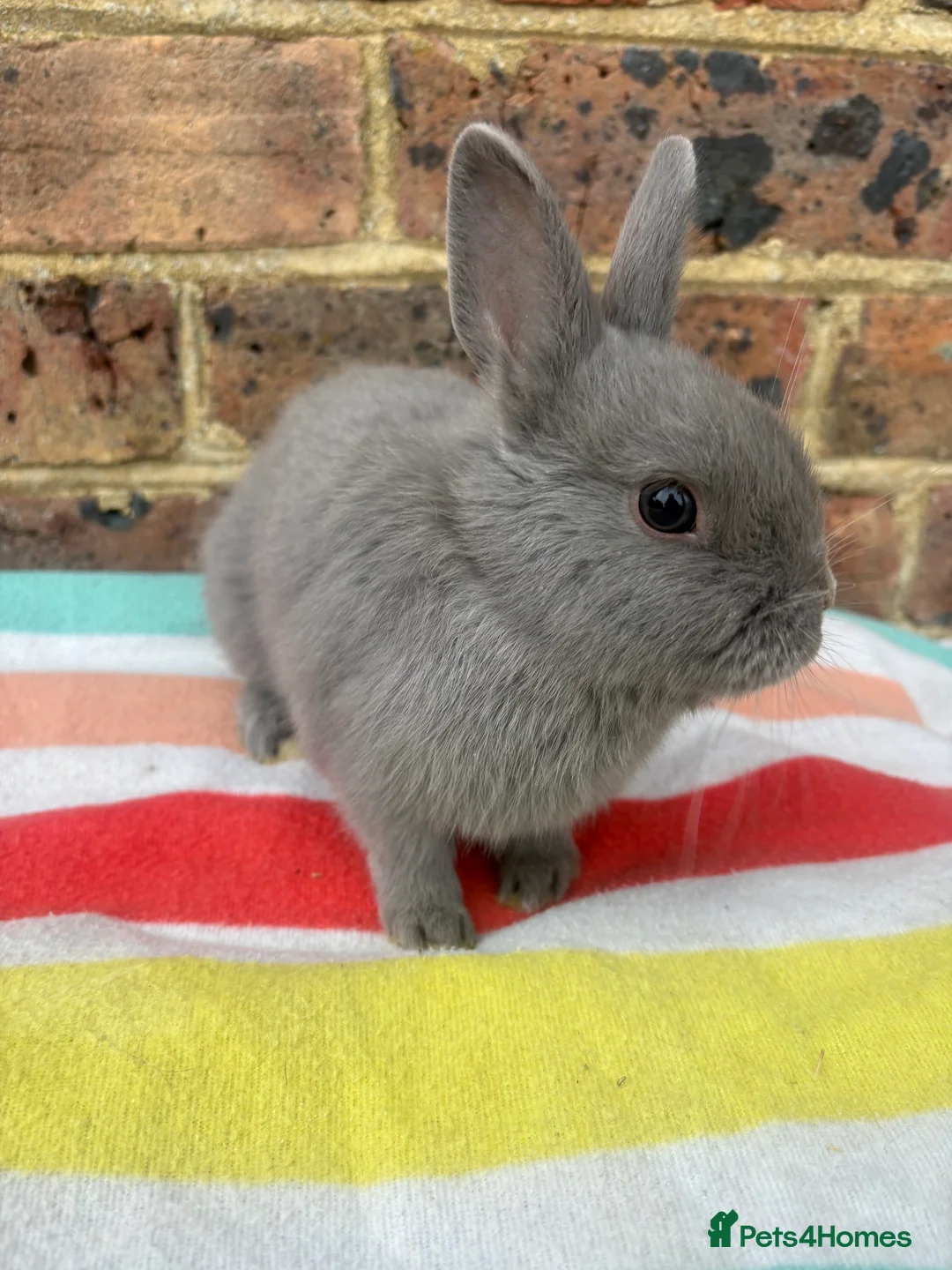 Netherland Dwarf rabbits for sale: Blue Male Netherland Dwarf bunny, ready to leave - Advert 4