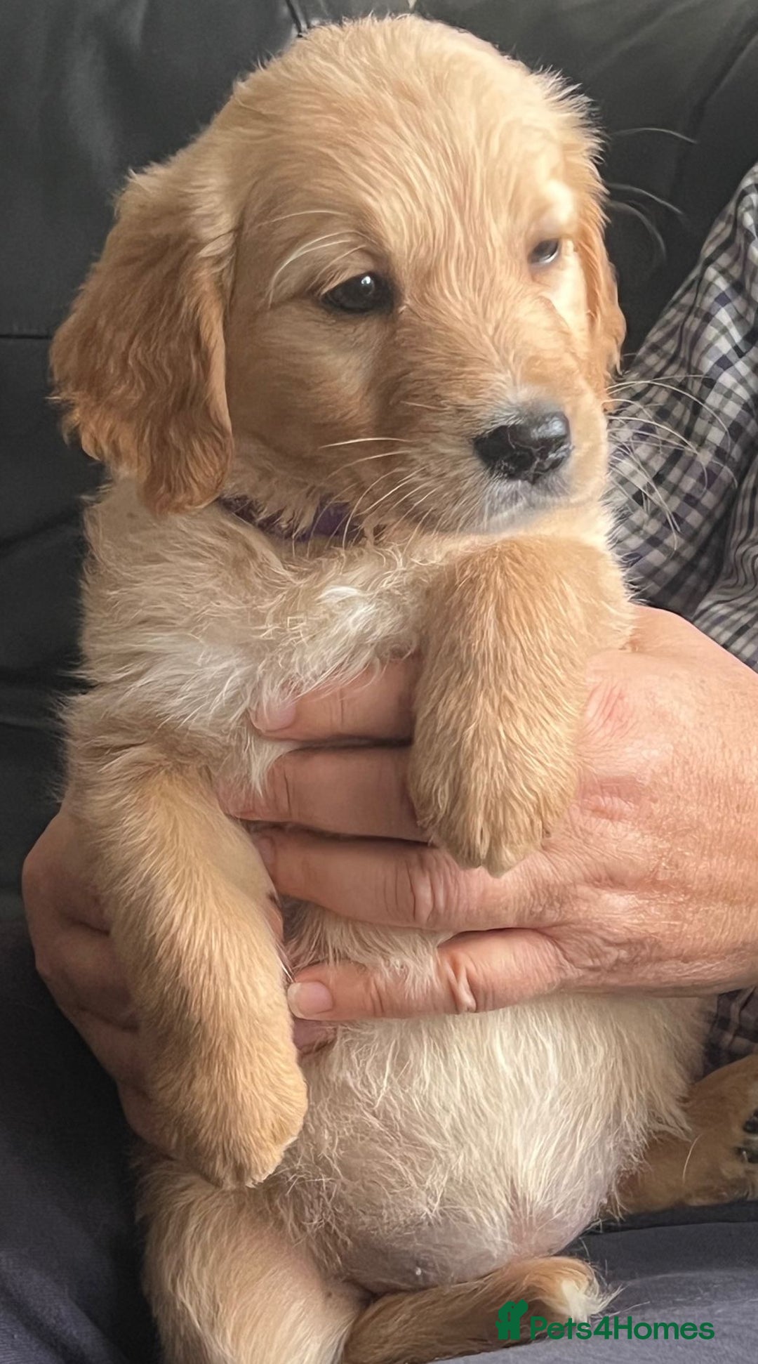 Golden Retriever dogs for sale: 🐾 Golden Retriever Puppies – Ready Now! 🐾 - Image 22