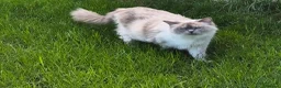 Ragdoll cats for sale: Ragdoll X kittens  in Harlow - Advert 8