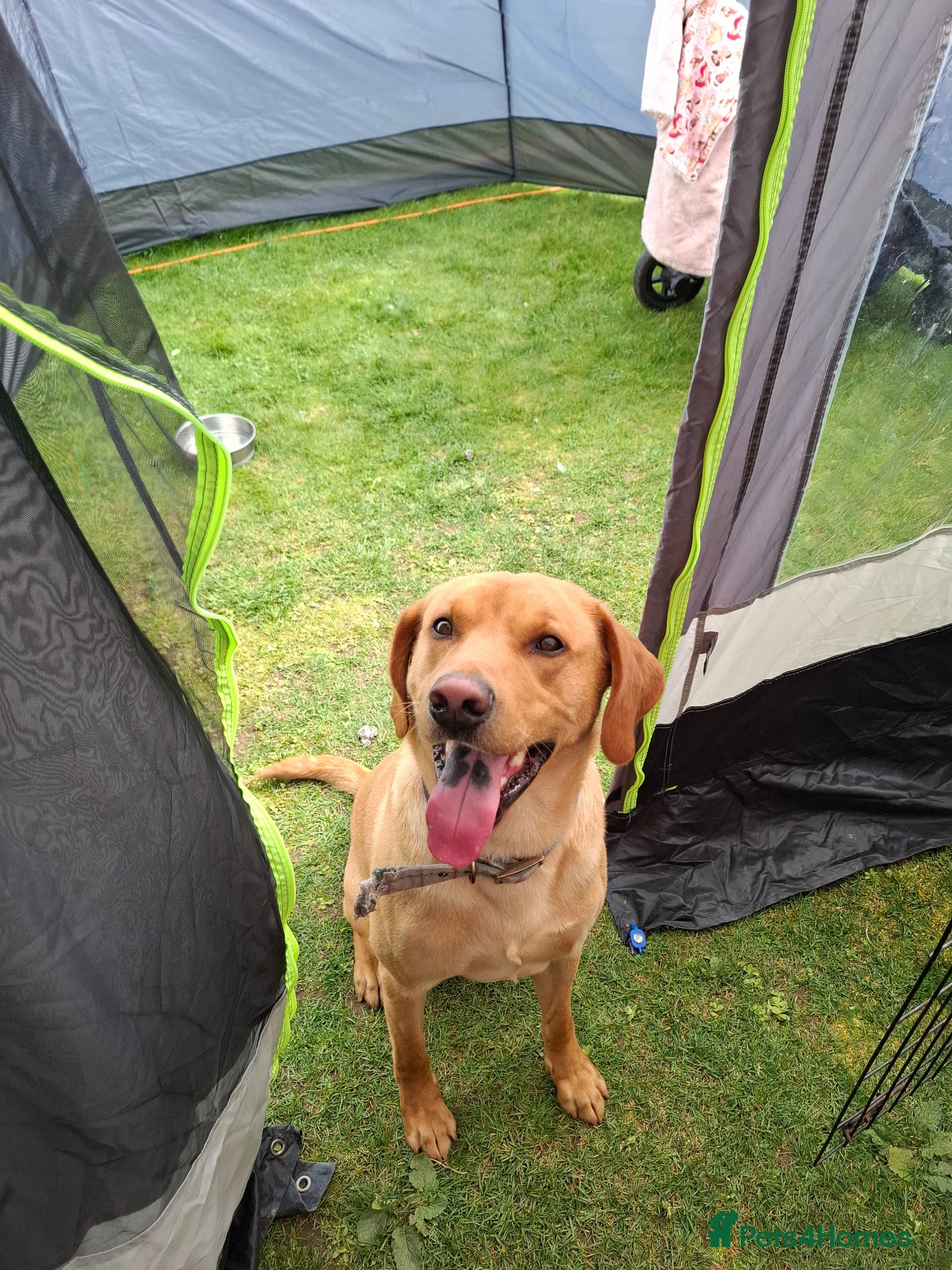 Labrador Retriever dogs 2 year old puppy for sale - Advert 5