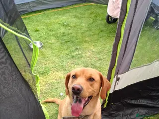 Labrador Retriever dogs 2 year old puppy for sale - Advert 5