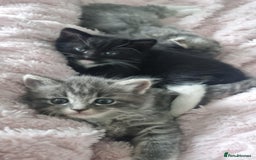 Mixed Breed cats for sale: 🐈‍⬛❤️1x kitten ready for her forever home❤️🐈‍⬛ - Image 4