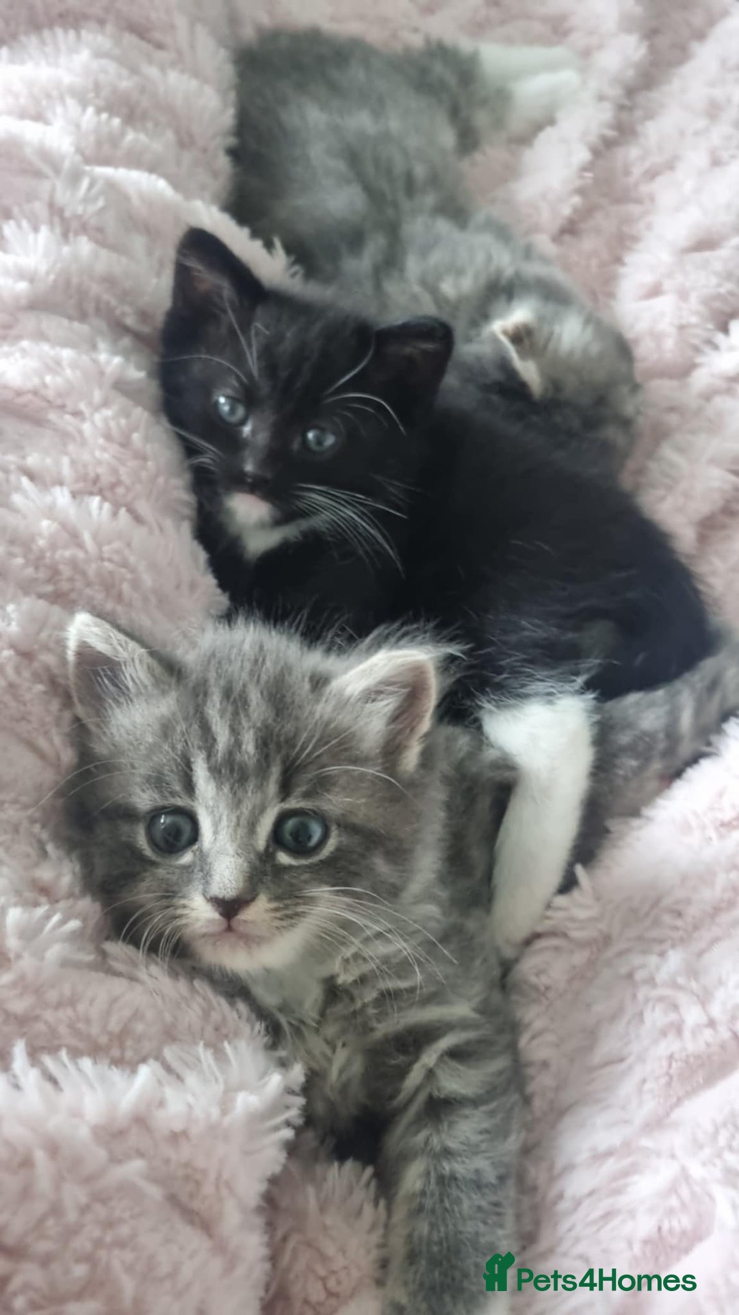 Mixed Breed cats for sale: 🐈‍⬛❤️1x kitten ready for her forever home❤️🐈‍⬛ - Image 4