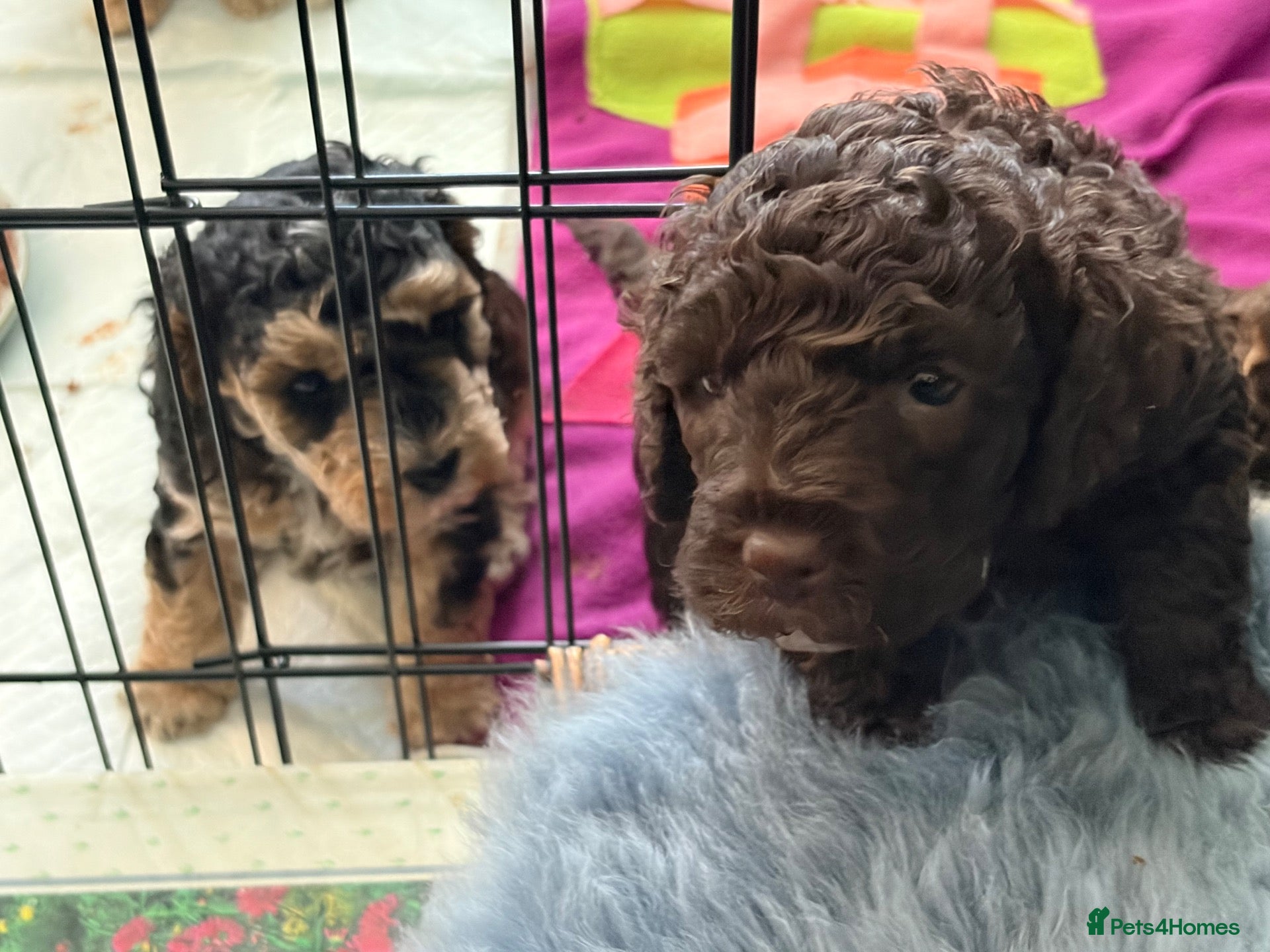 Cockapoo dogs Cockapoo Chocolate Teddybear Girl | - Advert 2