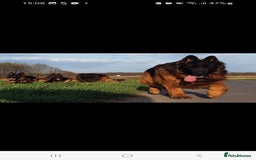 German Shepherd dogs for sale: German Shepherd  - Image 13