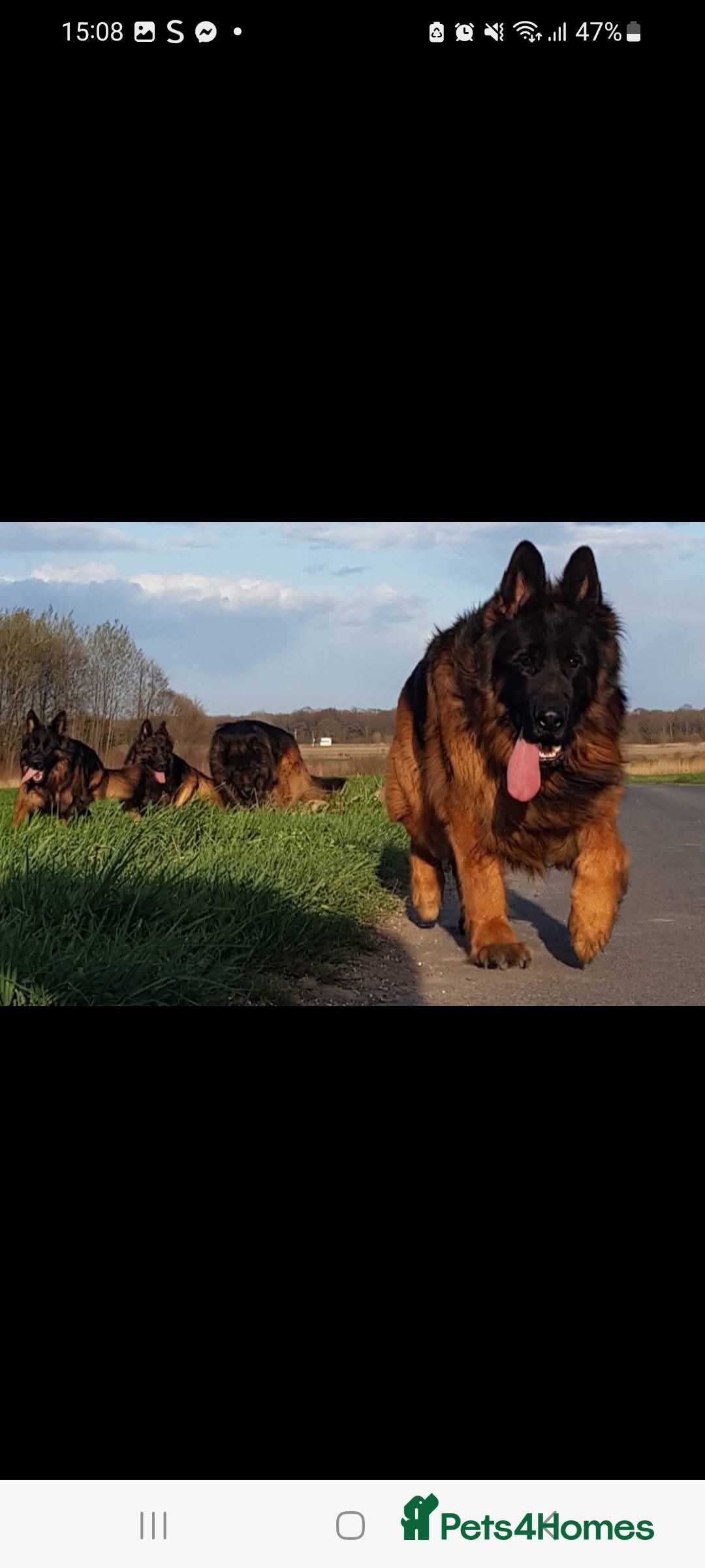 German Shepherd dogs for sale: German Shepherd  - Image 13