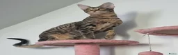Savannah cats for sale: Savannah F4 girls - Advert 16
