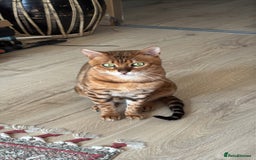 Bengal cats for sale: Bengal boy - Image 3