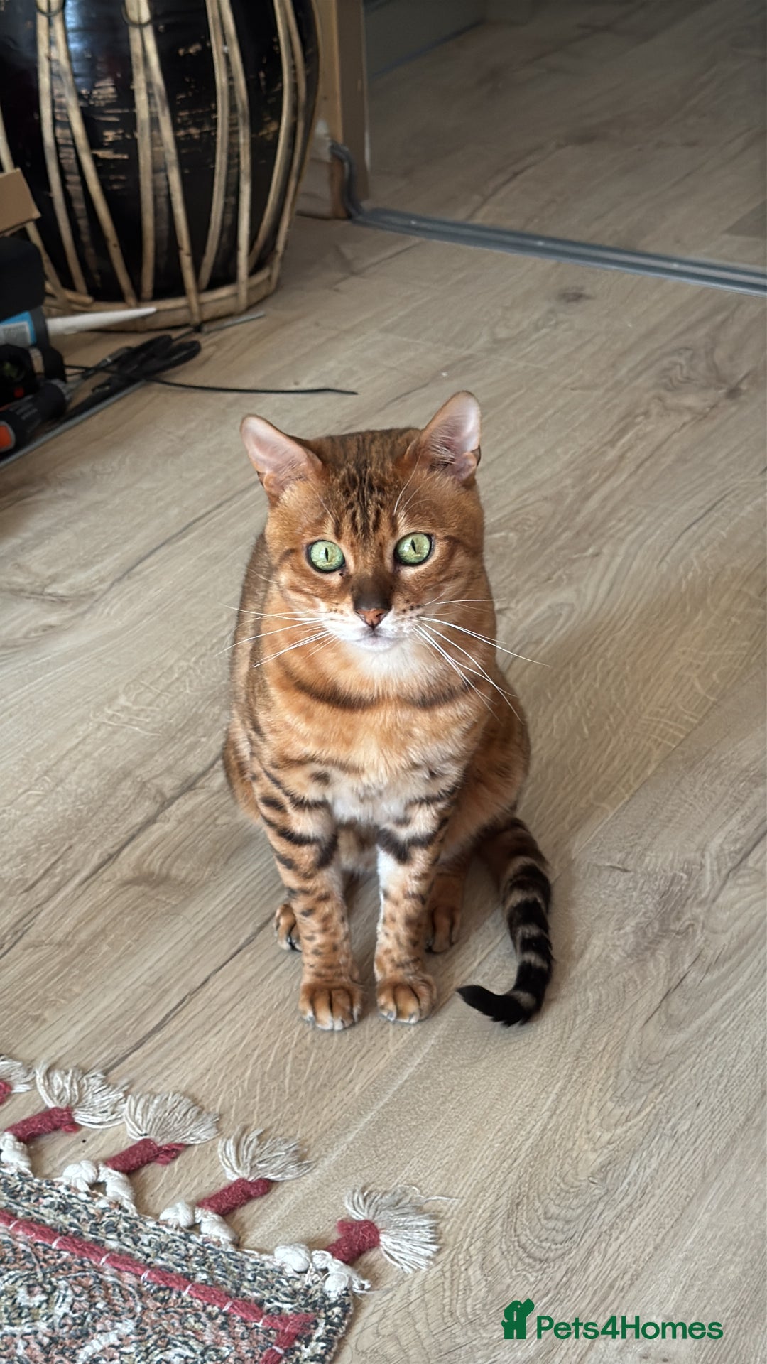 Bengal cats for sale: Bengal boy - Image 3