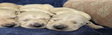Goldador Puppy 1