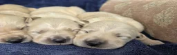 Goldador dogs for sale: 🐶 Adorable puppies ready for their forever homes  - Advert 16