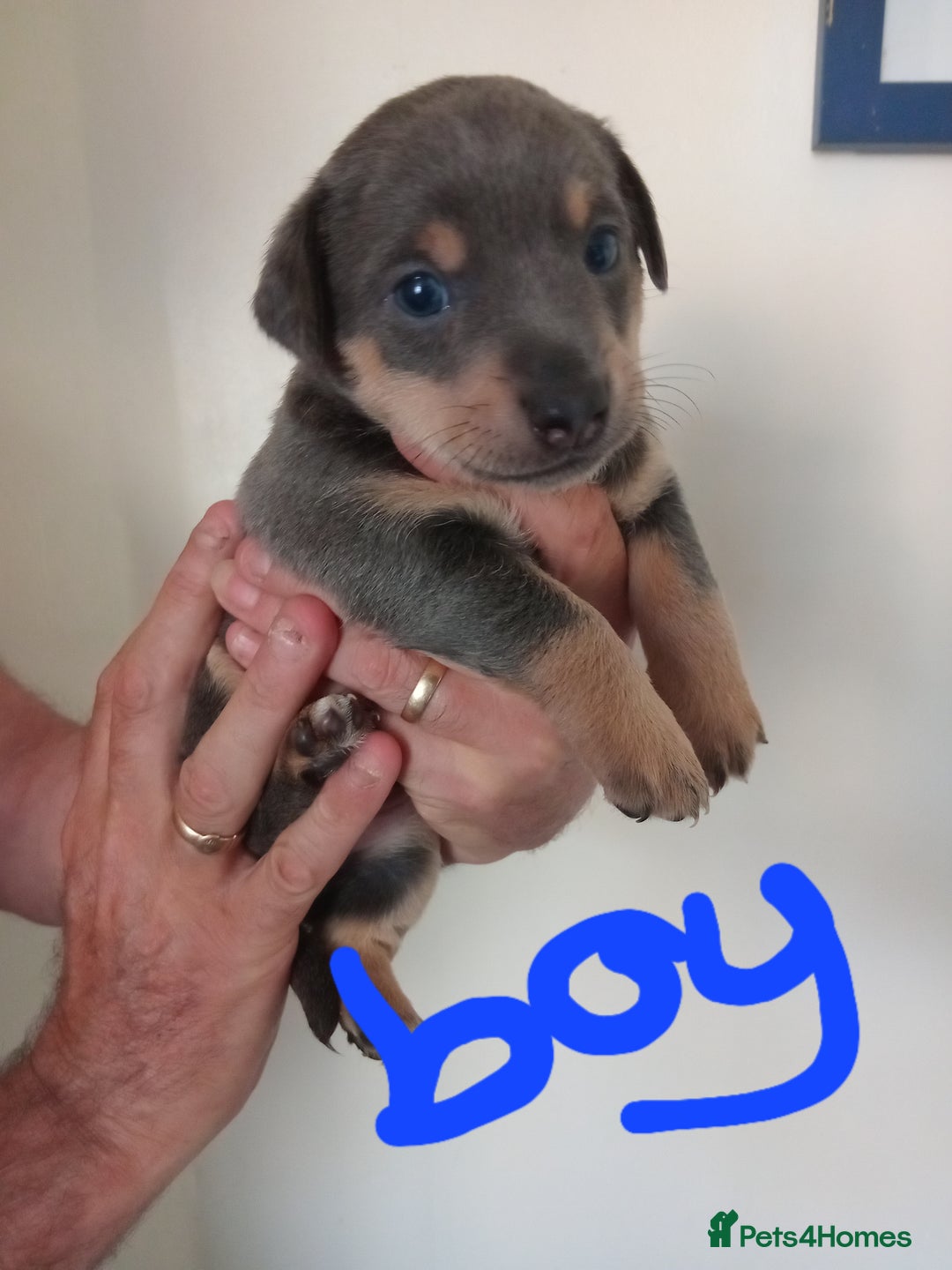 Jack Russell dogs for sale: Lilac/Blue Jack Russell puppies  in Hornchurch - Image 8