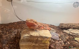 Bearded Dragon reptiles for sale: Red bearded dragon female with Viv and set up  - Image 2