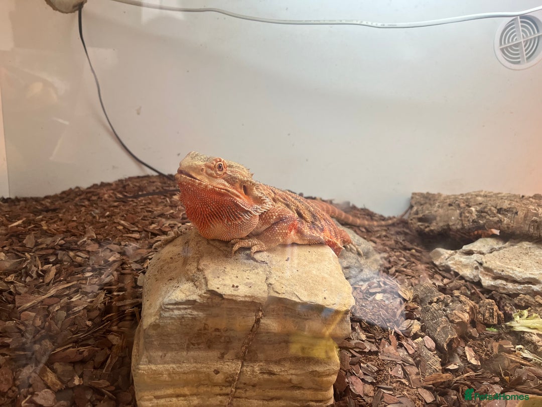 Bearded Dragon reptiles for sale: Red bearded dragon female with Viv and set up  - Image 2