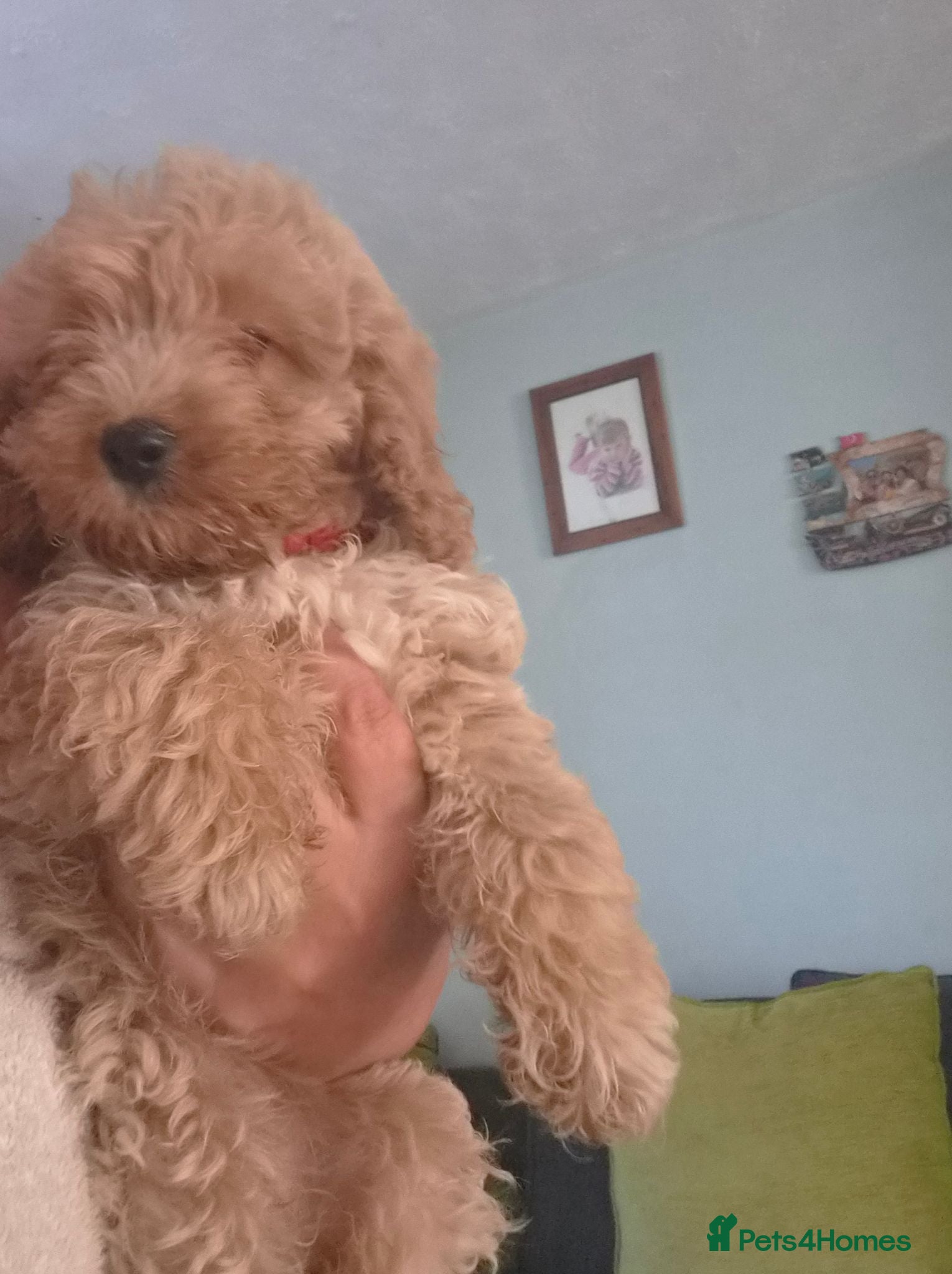 Cockapoo dogs F1 Cockerpoos  - Advert 4