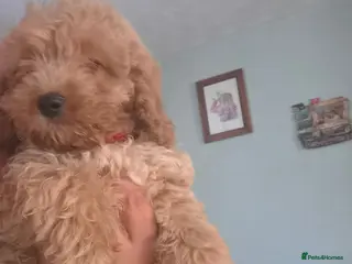 Cockapoo dogs F1 Cockerpoos - Advert 4