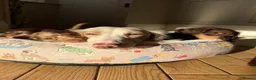 Miniature Dachshund dogs for sale:  Chocolate long hair dapples  - Advert 3