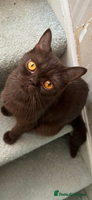 British Shorthair cats - Advert 6